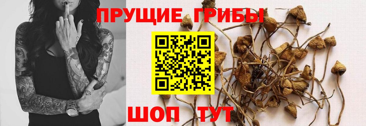 Псилоцибиновые грибы GOLDEN TEACHER Узловая